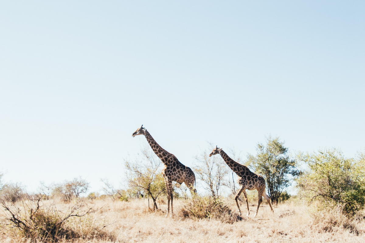 Giraffes in Kruger National Park