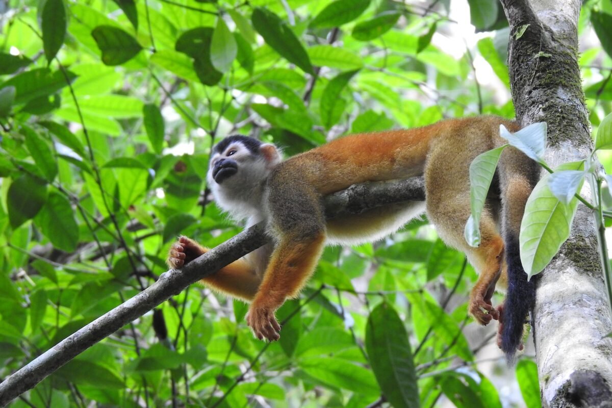 A squirrel monkey in Corcovado National Park