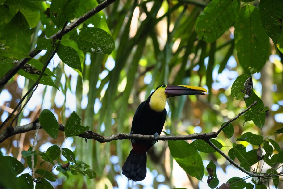 A Toucan in the Manuel Antonio National Park.