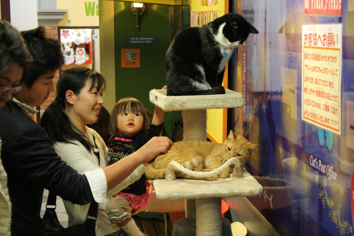 Суть котокафе. Япония кафе кошачье кафе. Кошачье кафе - "Cat Cafe" в Японии. Кошачье кафе в Токио. Кошачьи кафе в Японии.